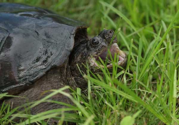 What does it mean when a turtle opens its mouth wide