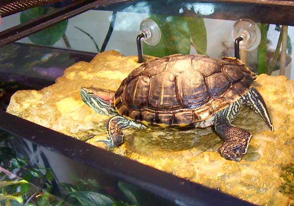 What to do if my turtle has vitamin A deficiency
