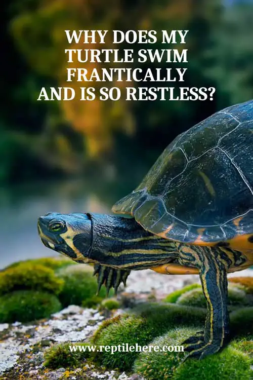 Why Does My Turtle Swim Frantically And Is So Restless