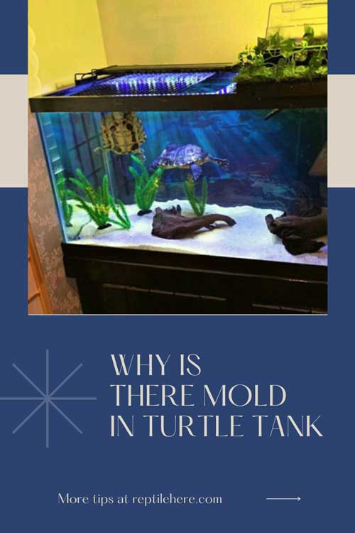 Why Is There Mold In Turtle Tank