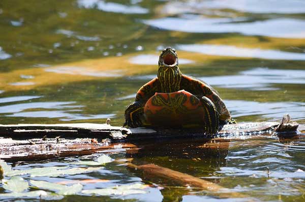 Your turtle is taking in oxygen