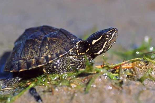 a musk turtle habitat