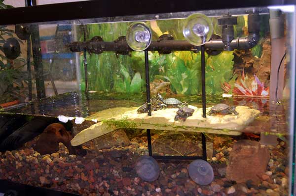 Accessories for turtle tank to consider
