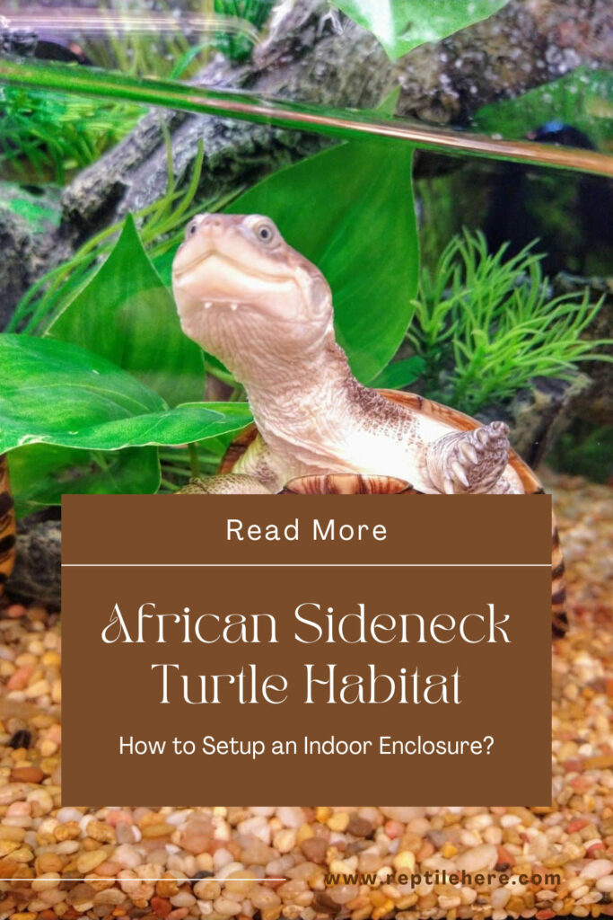 African Sideneck Turtle Habitat