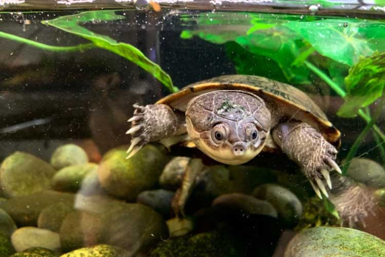 African Sideneck Turtle Habitat: How to Setup an Indoor Enclosure
