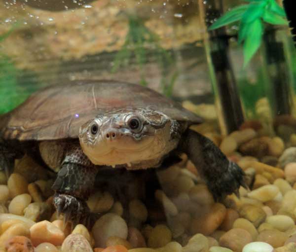 African Sideneck Turtle Tank Heat Lamp