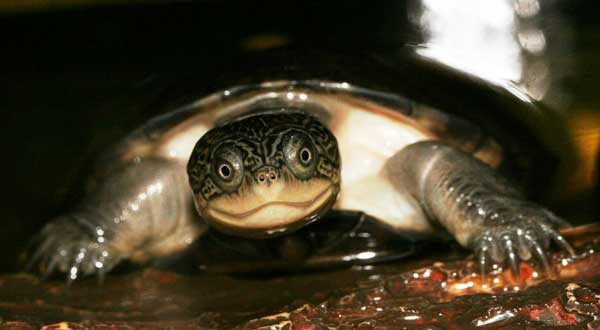 African Sideneck Turtle Tank