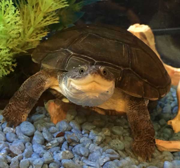 African Sideneck turtle tank setup