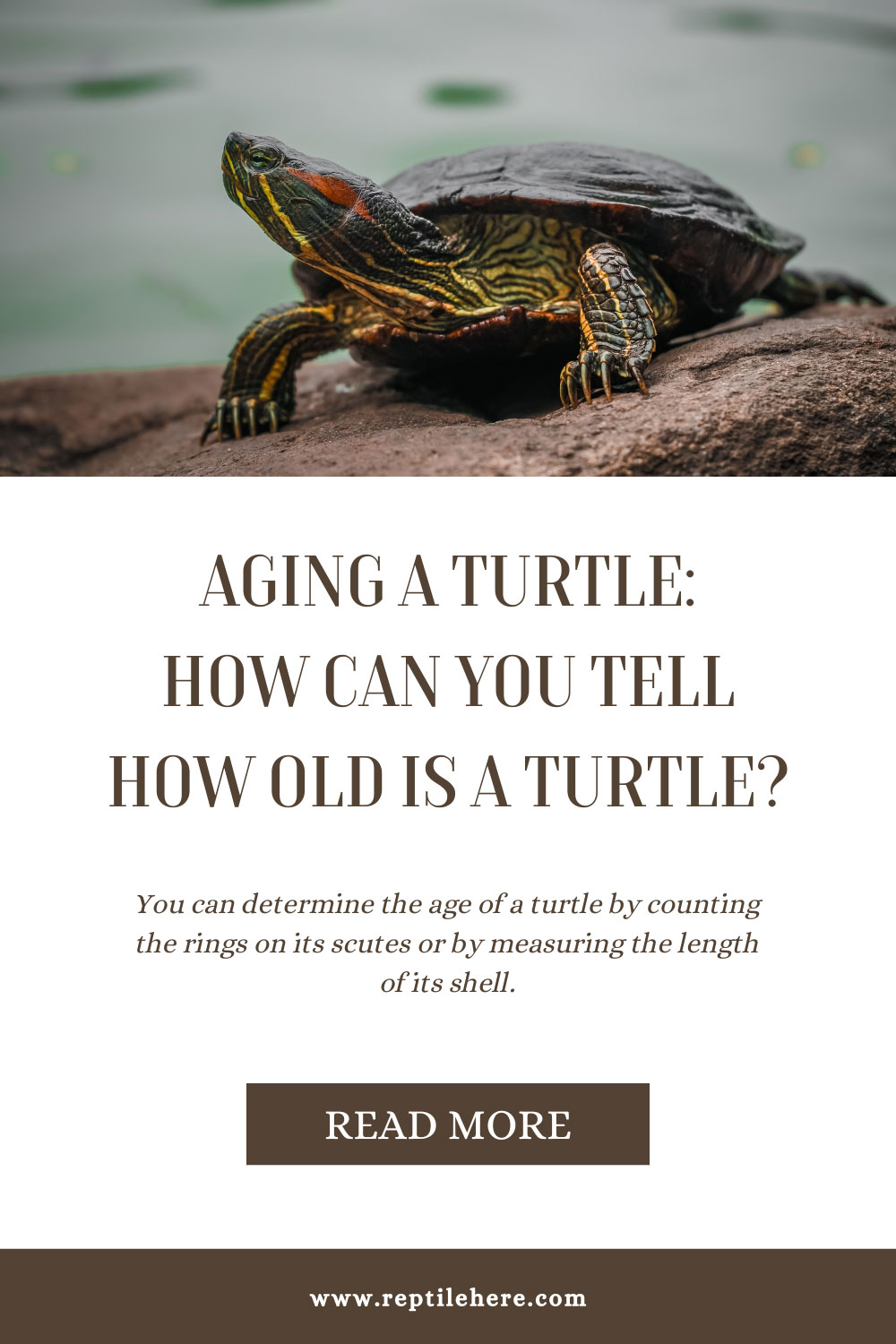 Aging A Turtle: How Can You Tell How Old Is A Turtle?