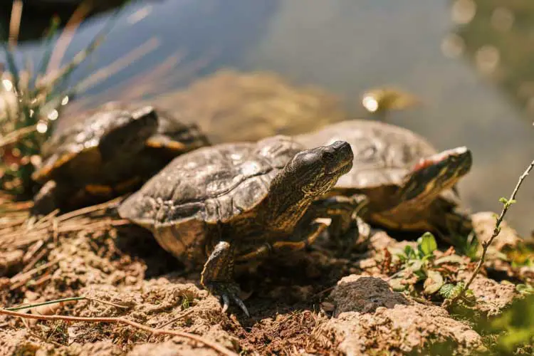 Aging A Turtle: How Can You Tell How Old Is A Turtle?