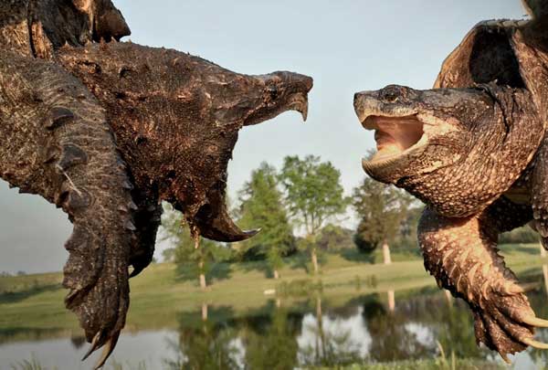 Alligator snapping turtle vs common snapping turtle fight