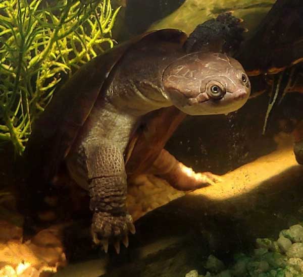 Are African Sideneck turtles fully aquatic