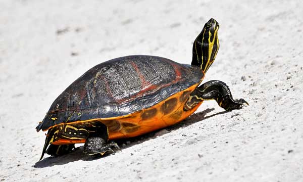 Are Florida red-bellied turtles good pets