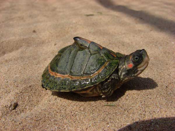 Are Indian Tent Turtle Easy To Take Care Of