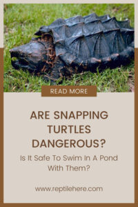 Are Snapping Turtles Dangerous? Is It Safe To Swim In A Pond With Them?