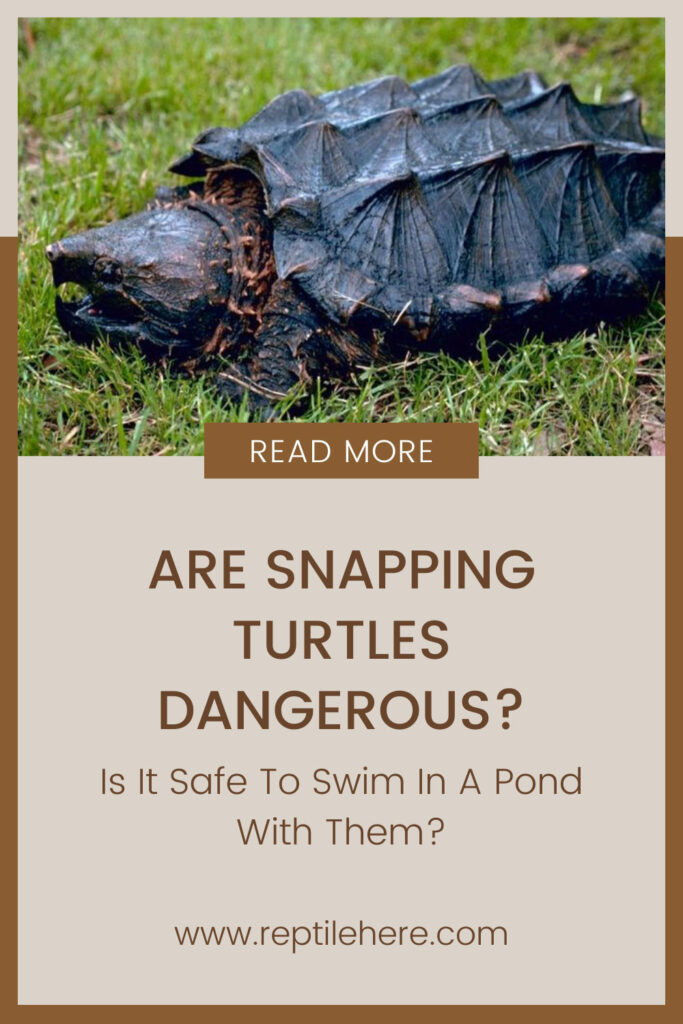 Are Snapping Turtles Dangerous