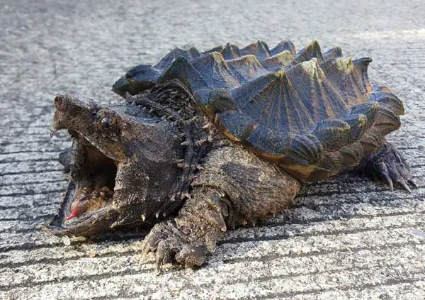 Are Snapping Turtles Dangerous To Humans And Dogs