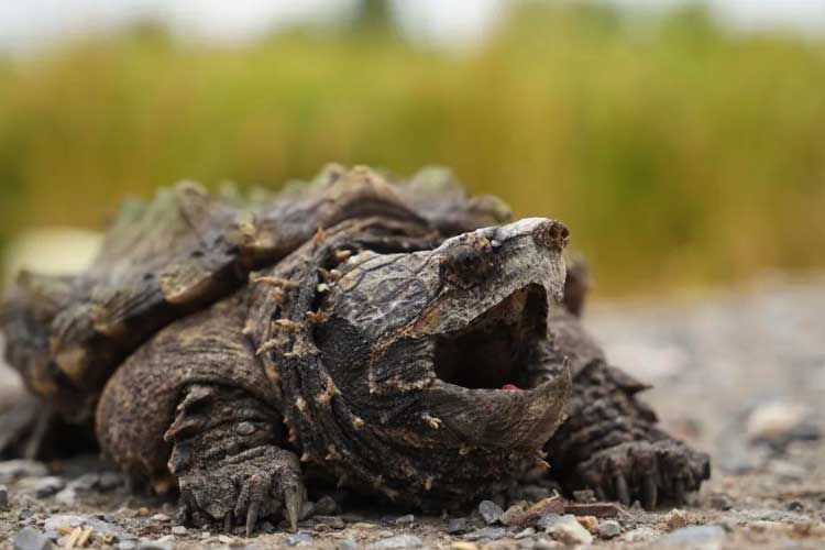 Are Snapping Turtles Dangerous? Is It Safe To Swim In A Pond With Them?