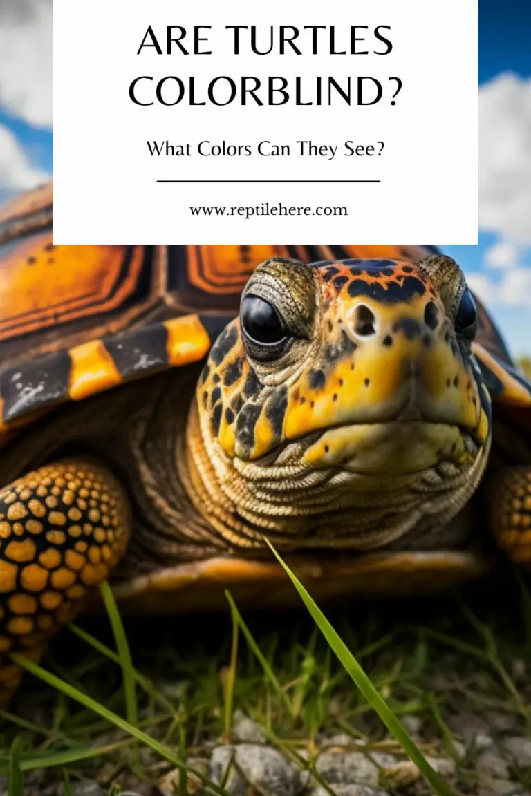 Are Turtles Colorblind? What Colors Can They See?