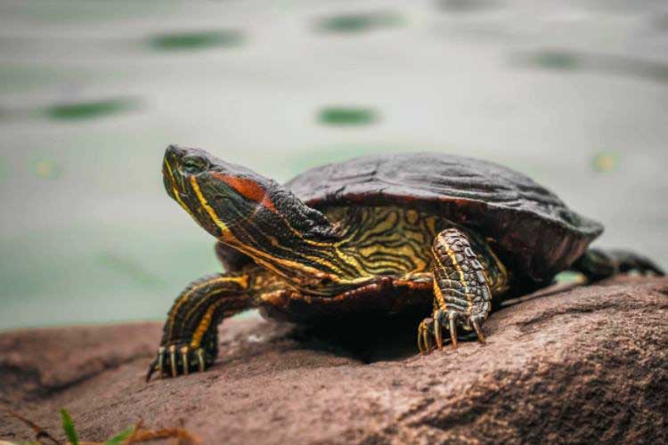 Are Turtles Colorblind? What Colors Can They See?