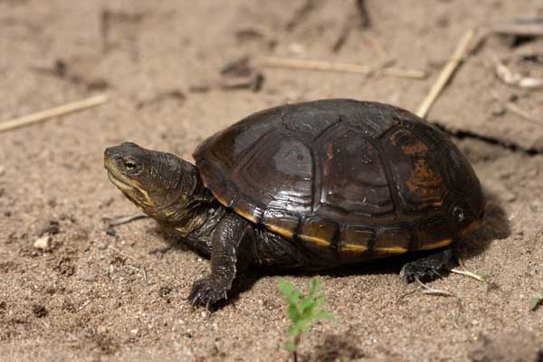Are Yellow Mud Turtles Easy To Take Care Of