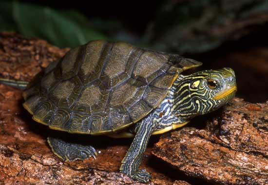 Are map turtles land turtles