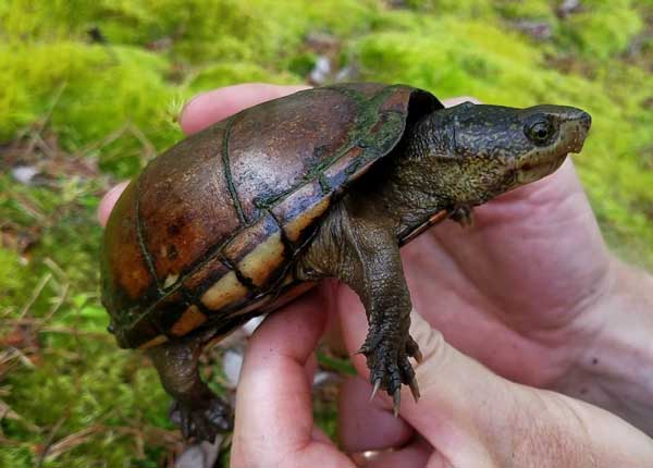 Are mud turtles fully aquatic