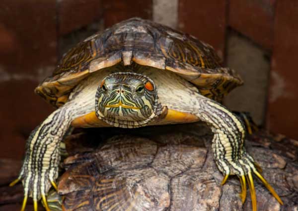 Are you supposed to cut male red-eared slider nails