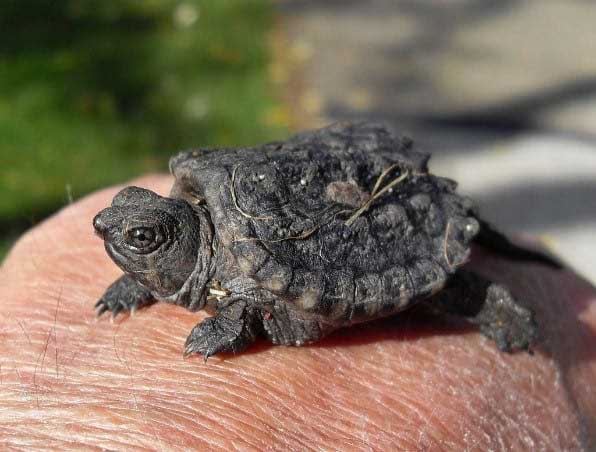 Baby Alligator snapping turtle