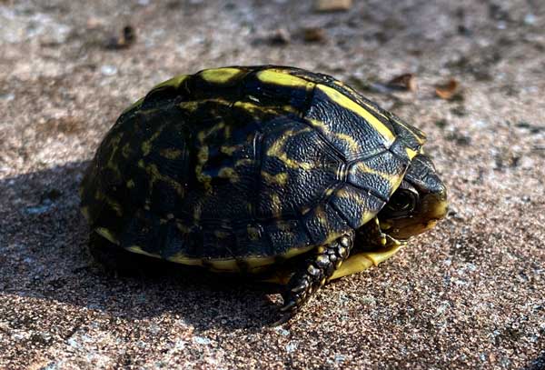 Baby Florida box turtle care