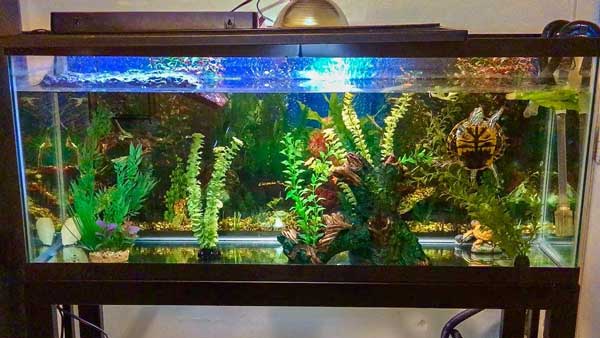 Baby red-eared slider turtle tank setup