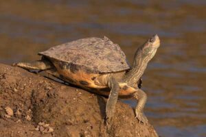 Everything You Need To Know About Indian Tent Turtle Care