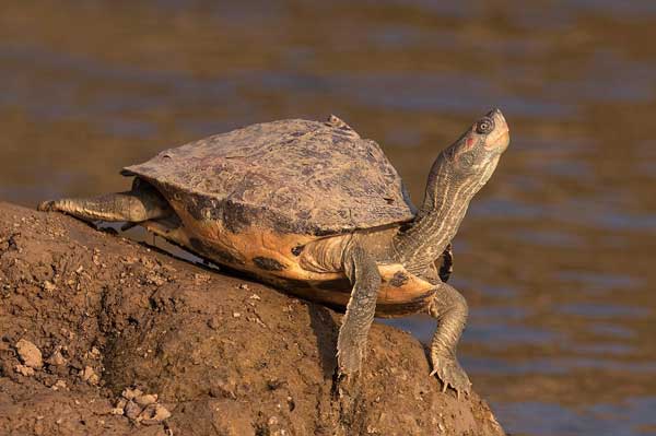 Basic Info About Indian Tent Turtle