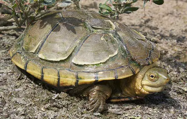 Basic Info about Yellow Mud Turtle 