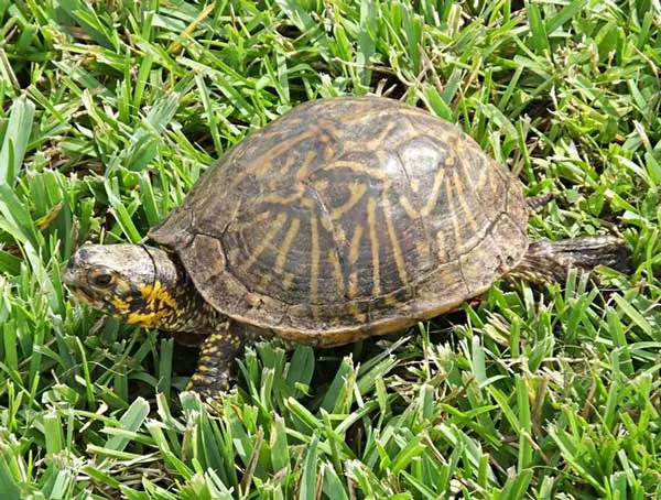 Box Turtle Behavior