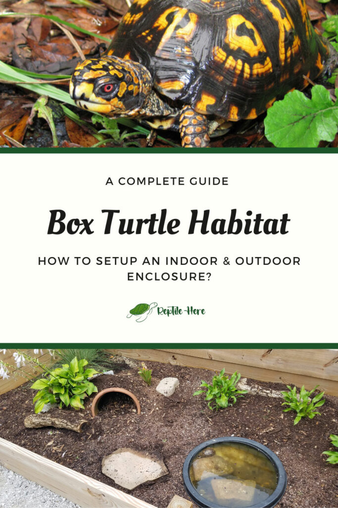 Box Turtle Habitat