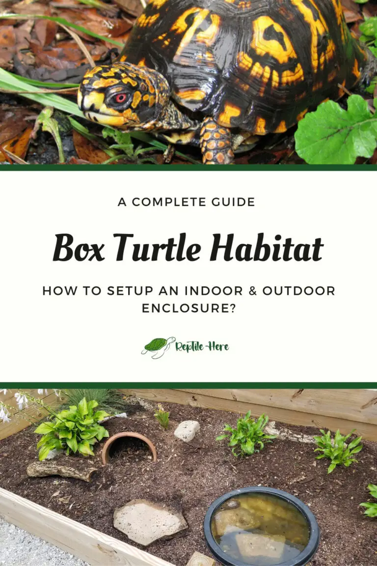 Box Turtle Habitat: How to Setup an Indoor & Outdoor Enclosure?