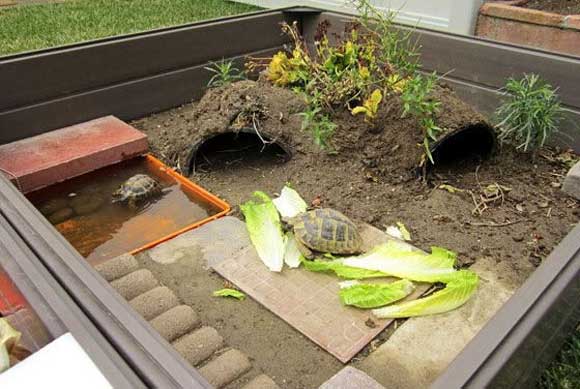 Box Turtle Housing