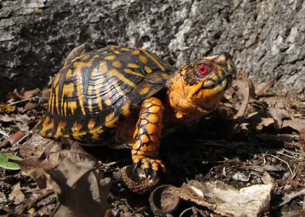 Box Turtle Tank Substrate