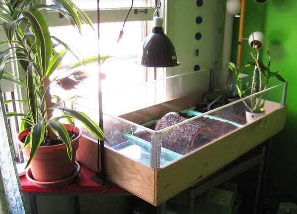 Box Turtle Tank UV-B light and heat lamp