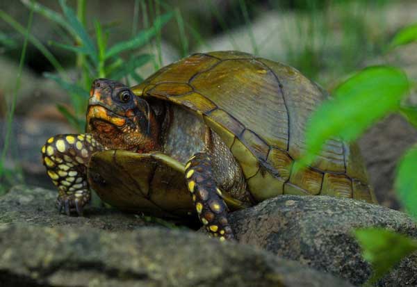 Box Turtle Tank