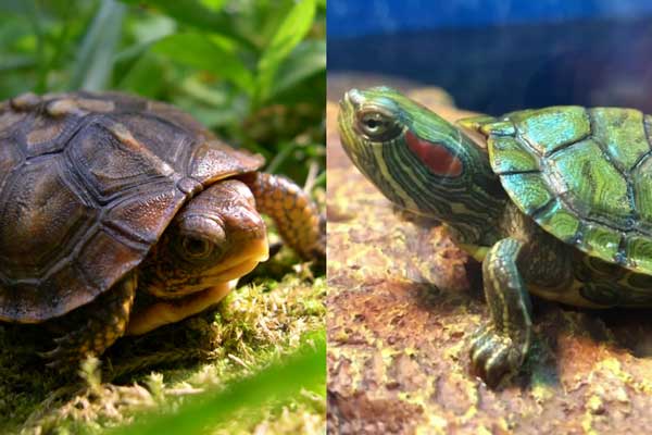 Box Turtle Vs Red-Eared Slider