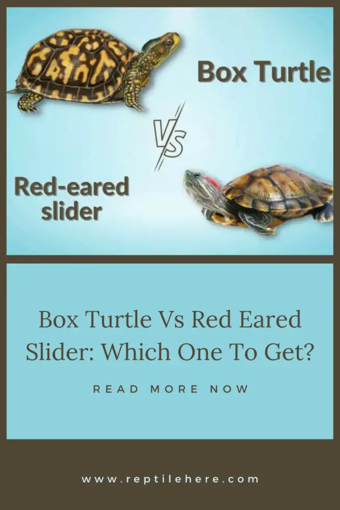 Box Turtle Vs Red Eared Slider