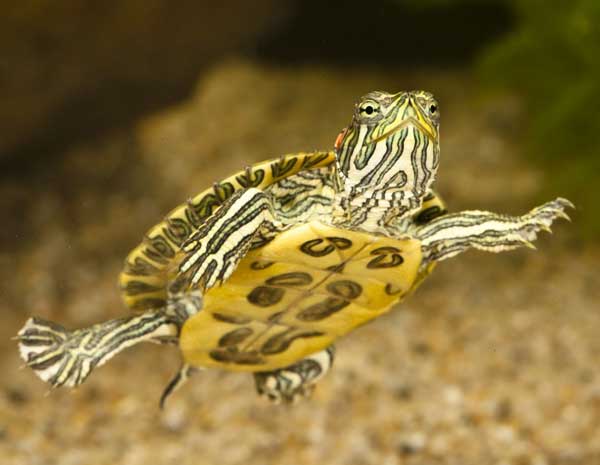 Box Turtle Vs Red Eared Slider For Home With Kids