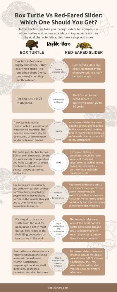 Box turtle Vs red-eared slider