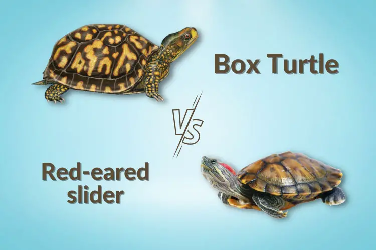 Box turtle Vs red-eared slider