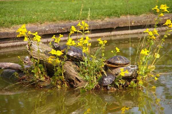 Build a shoreline-like basking area