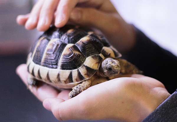 Can Box Turtles Feel When You Touch Their Shell