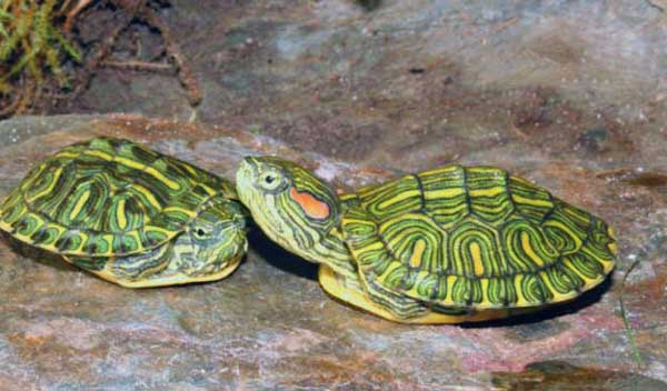 Can Cumberland slider live with red-eared sliders