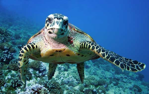 Can Sea Turtles Hide In Their Shell